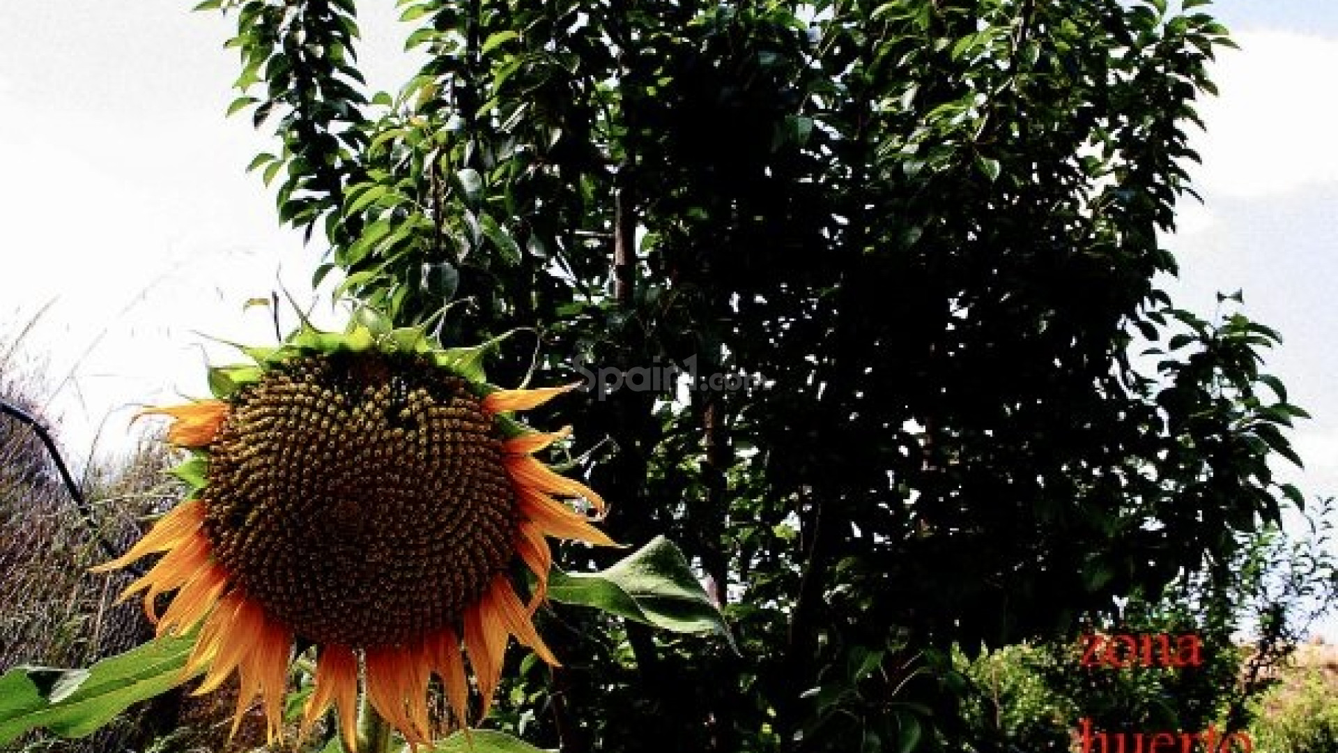 Bruktbolig - Villa -
Murcia - Costa Blanca Sur