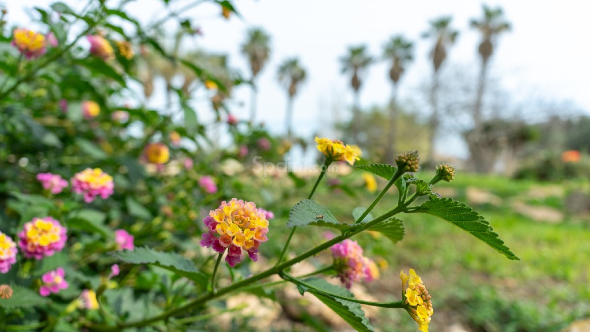 Bruktbolig - Villa -
Torrevieja - Los Altos