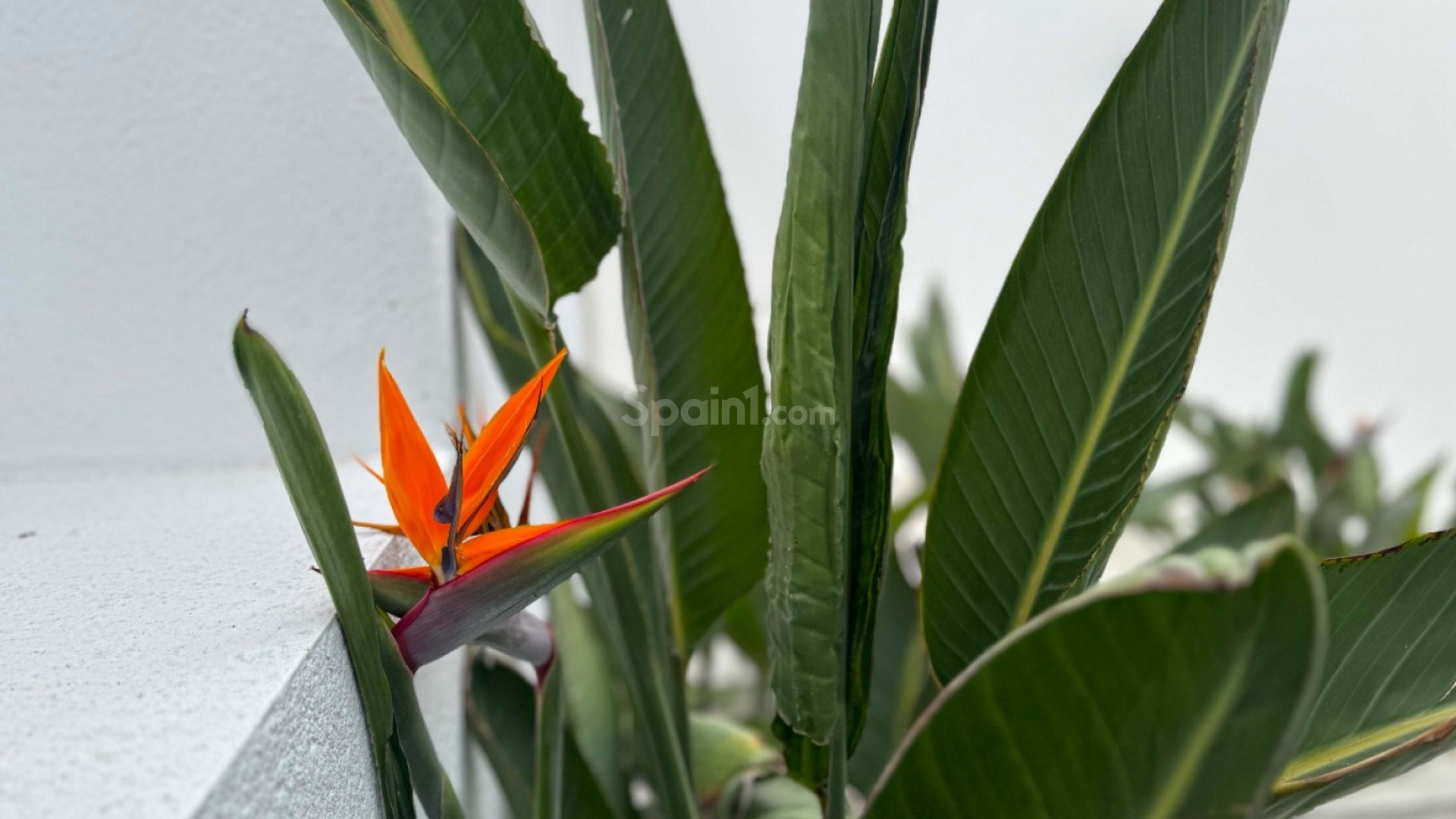 Bruktbolig - Villa -
Torrevieja - Los Balcones