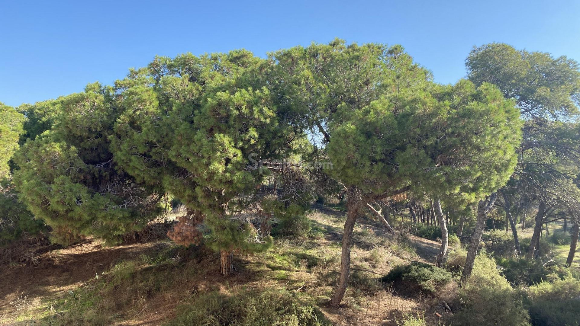 New Build - Wohnung -
Guardamar del Segura