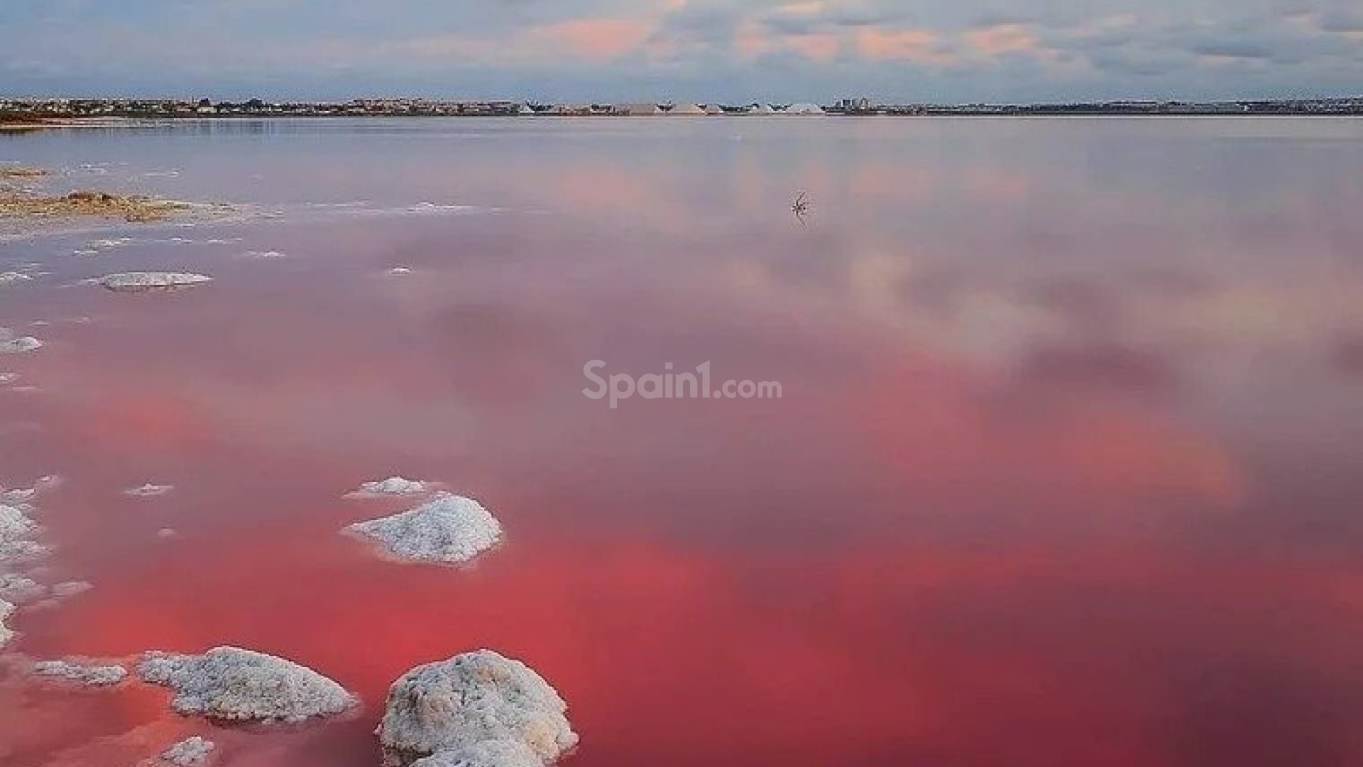 New Build - Wohnung -
Torrevieja - Lago Jardín II