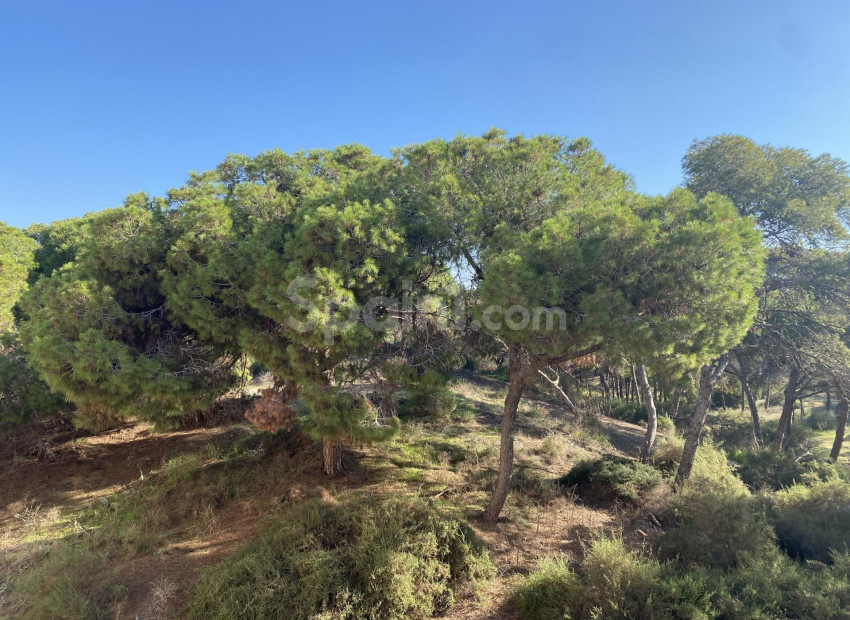 Nybygg - Leilighet -
Guardamar del Segura