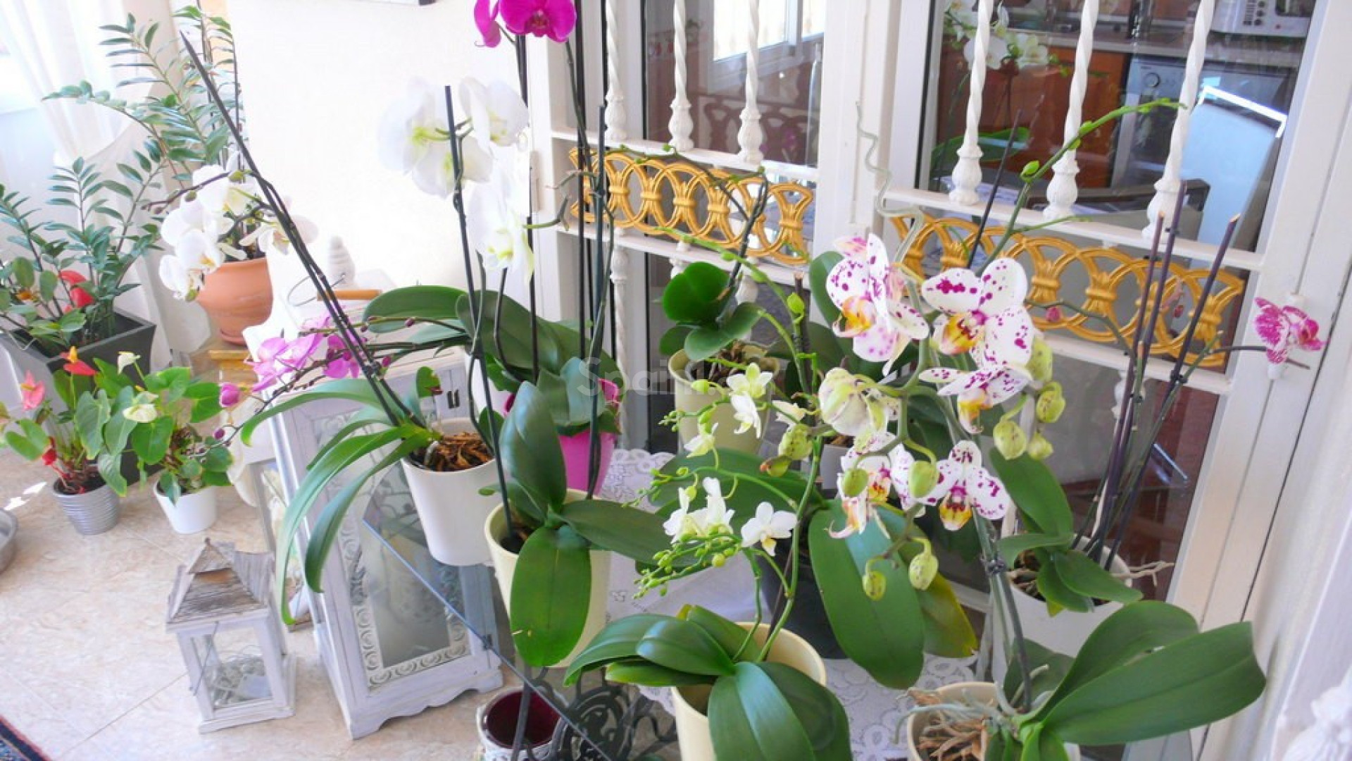 Resale - Finca Country Property -
Dolores