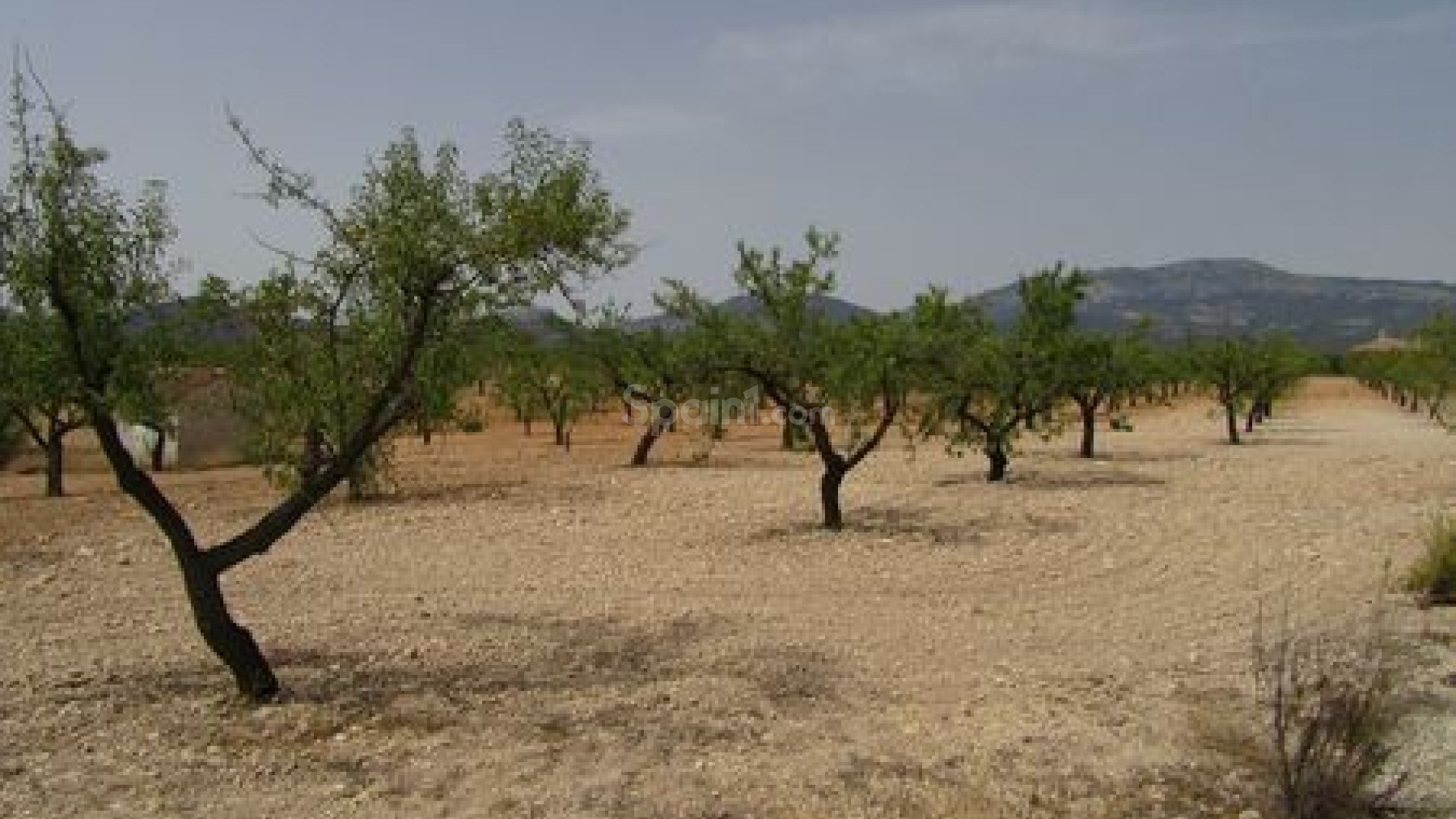 Resale - Handlung -
Murcia