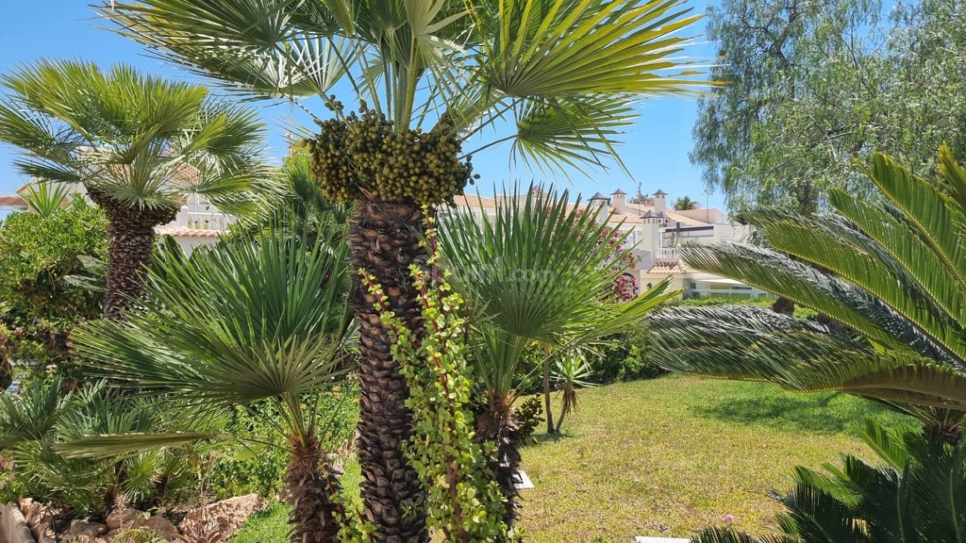 Resale - Lägenhet -
Torrevieja - Los Balcones