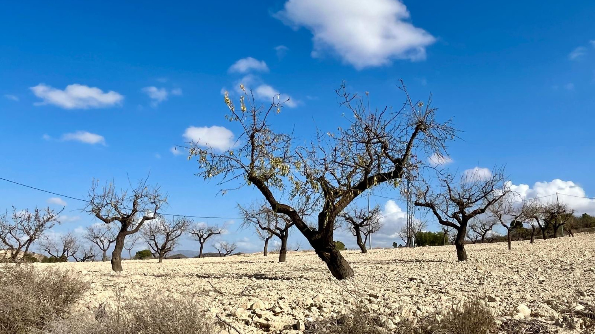 Resale - Plot / Land -
Bullas - Costa Calida