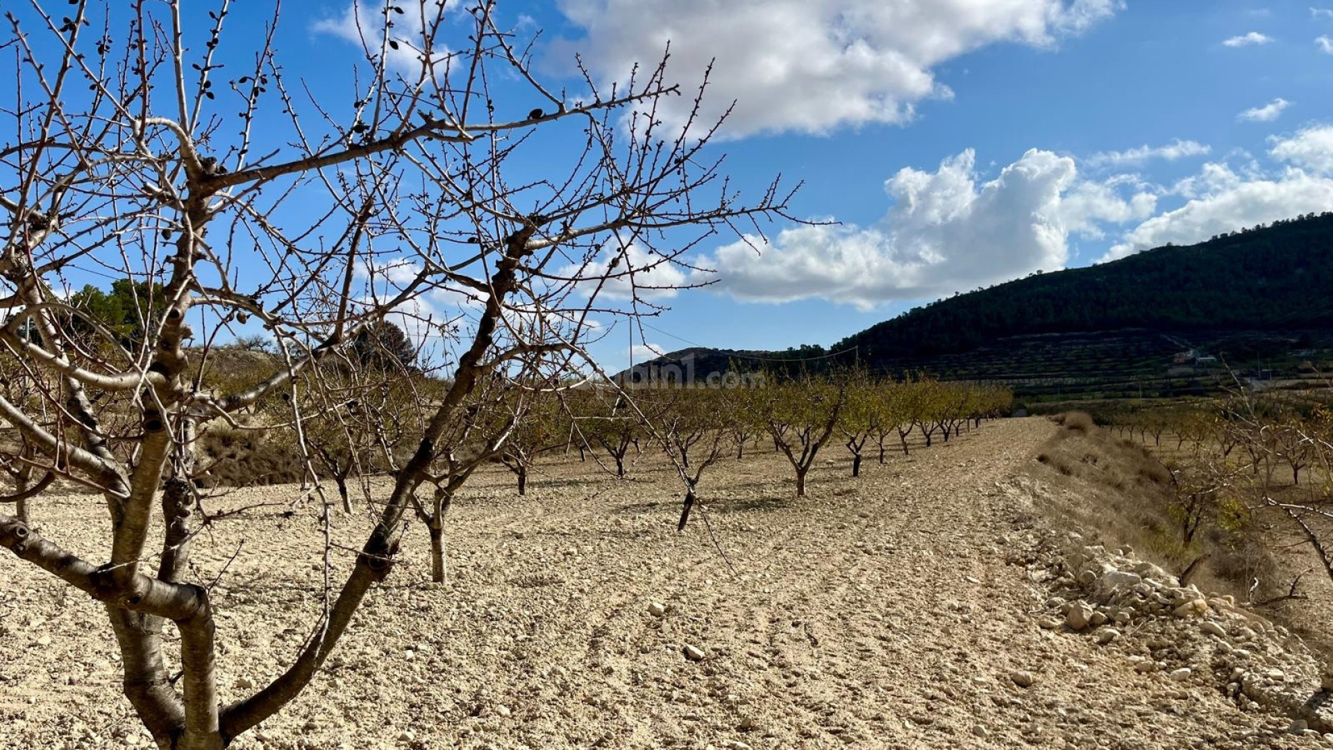 Resale - Plot / Land -
Bullas - Costa Calida