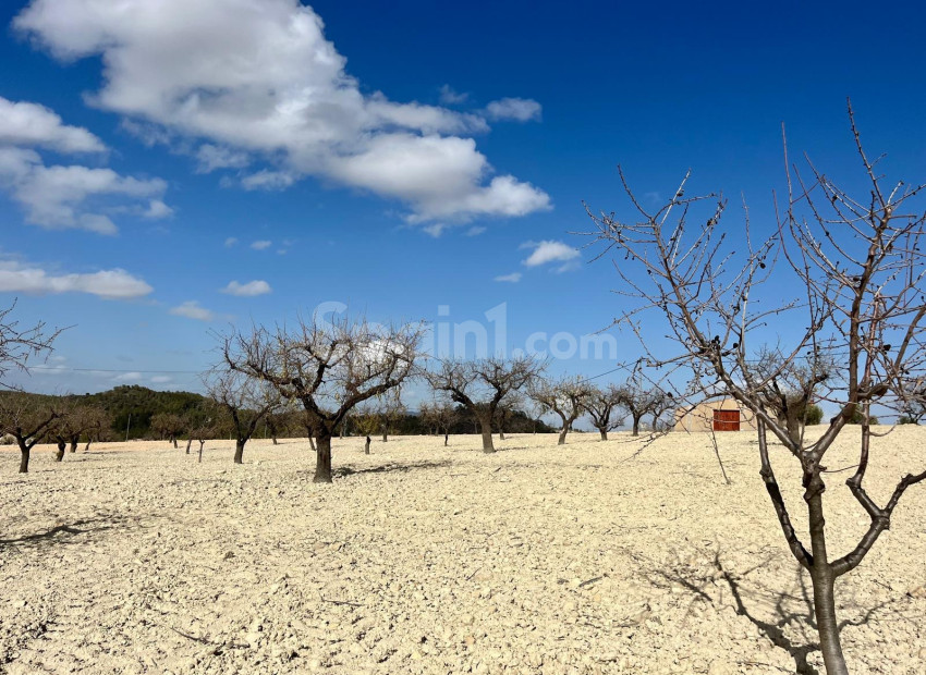 Resale - Tomt / Mark -
Bullas - Costa Calida