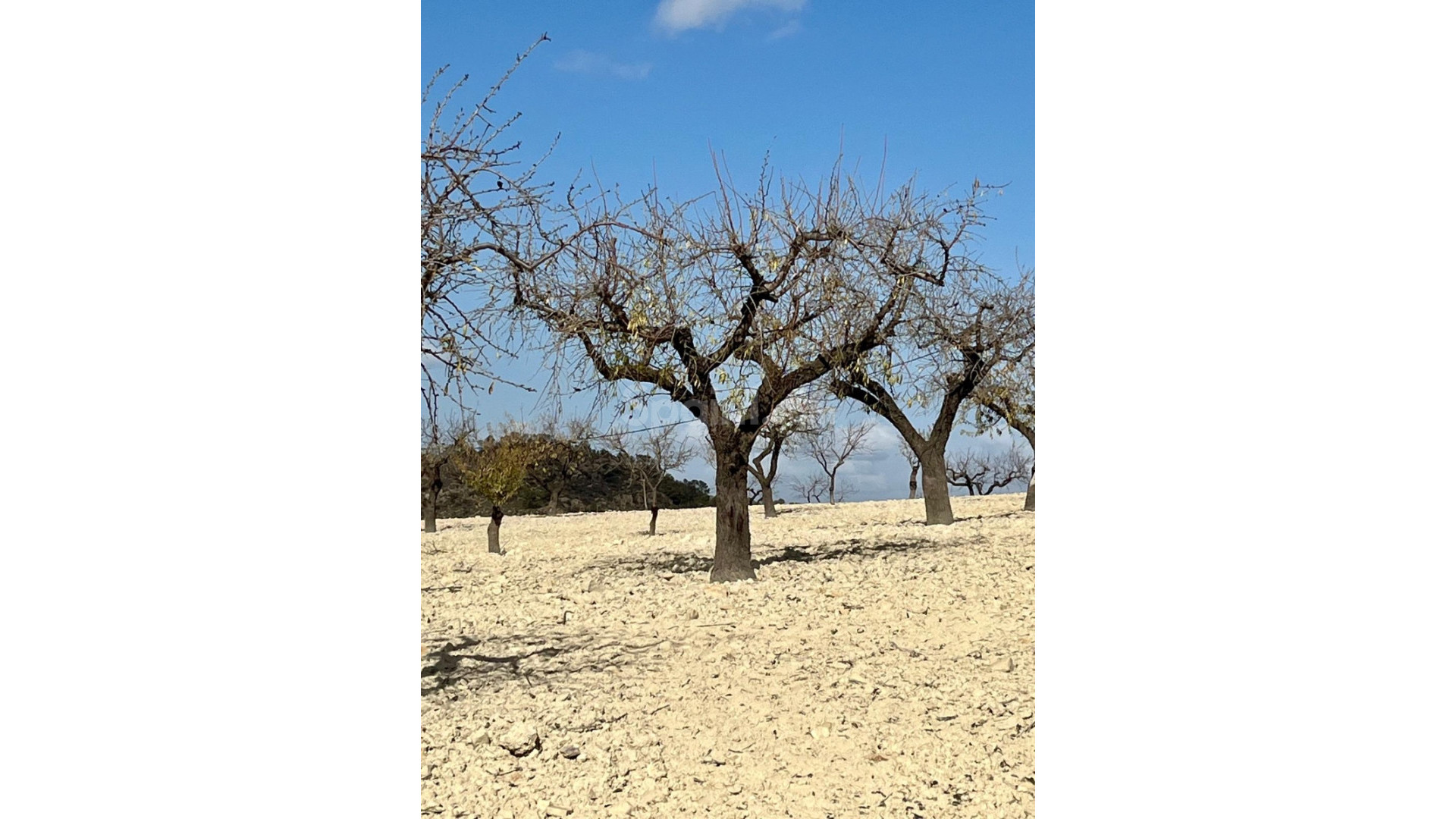 Resale - Tomt / Mark -
Bullas - Costa Calida
