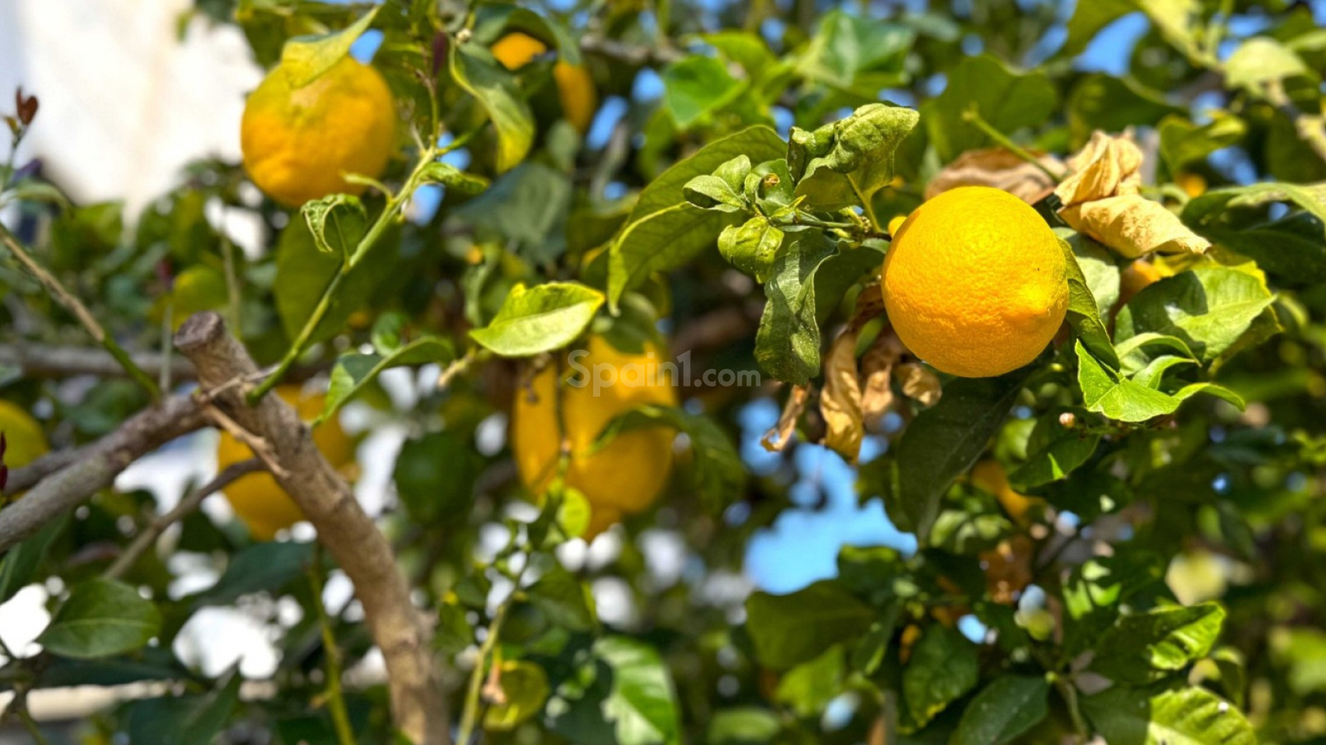 Segunda mano - Villa -
Orihuela Costa - Villamartin